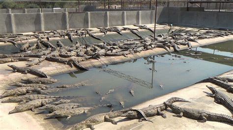 louis vuitton crocodile farm australia|hermes crocodile farms Australia.